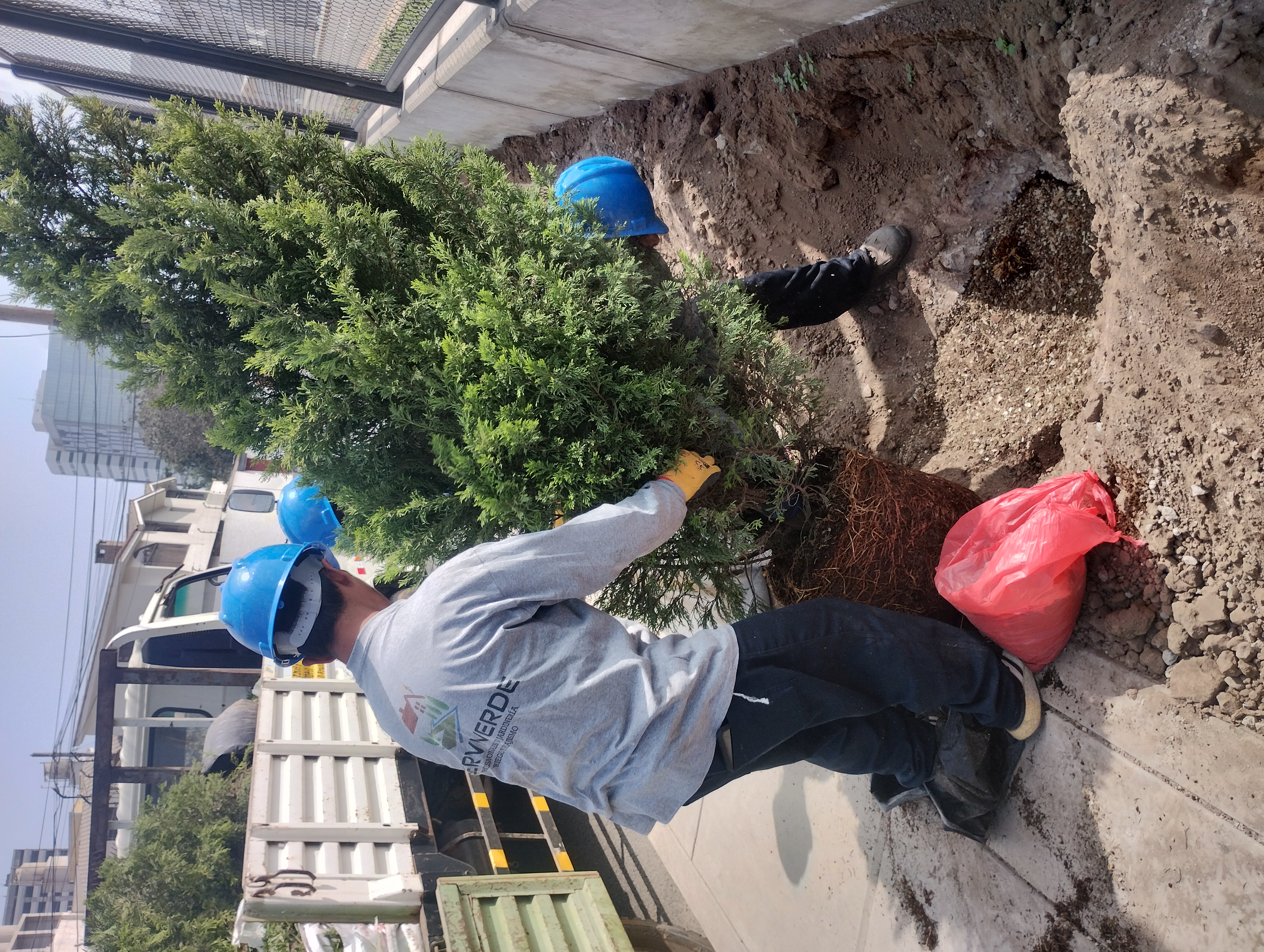 Reforestación 1